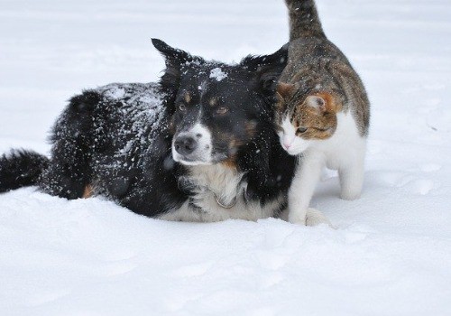 Dog with cat