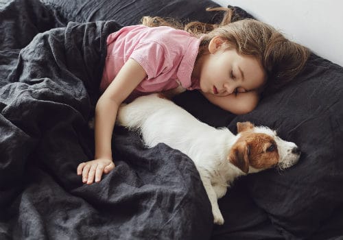 Jack Russell Terrier Puppy sleeps near a child
