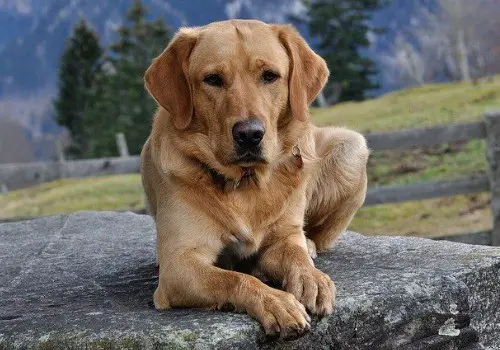 Labrador dog breed