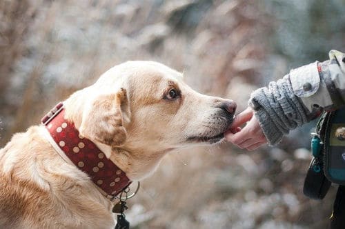 Labrador smelling the hand of a soldier