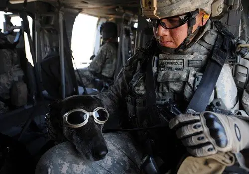 Military service dog