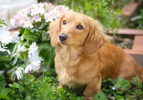 A miniature dachshund dog's breed