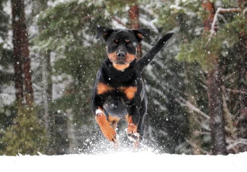 Miniature Rottweilers Bred
