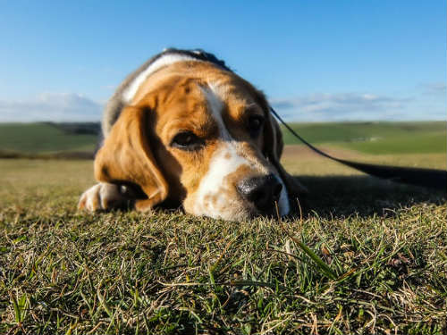 A nice dog lying on grass