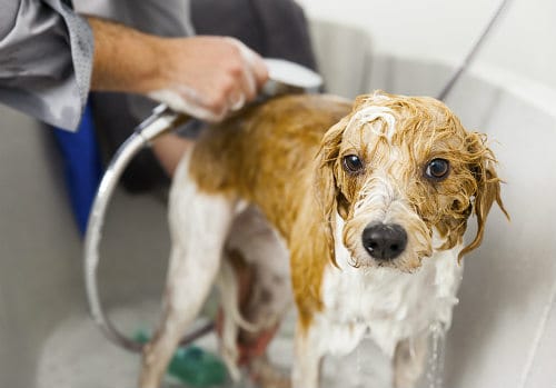 Person is bathing the dog