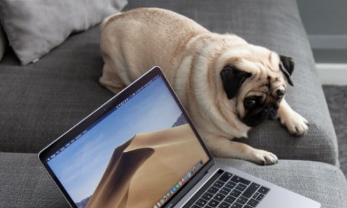 Pug beside the MacBook on the grey sofa
