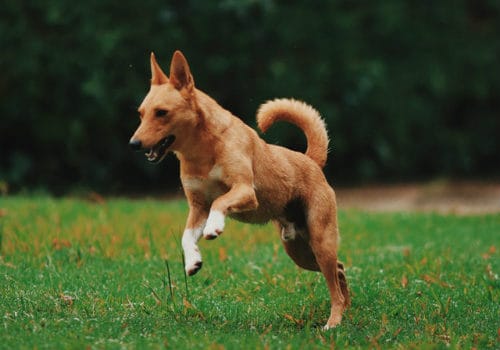 A red dog with a beautiful tail running