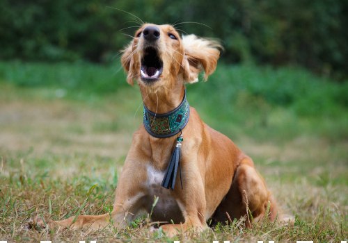 A saluki sighthound purebred dog