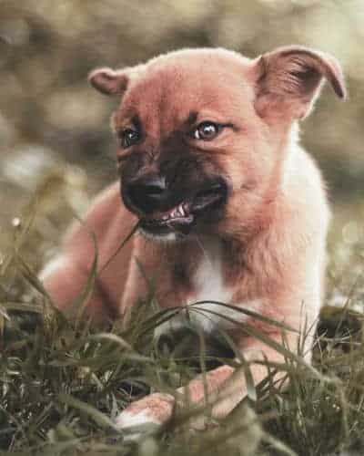 Short-coated angry tan dog
