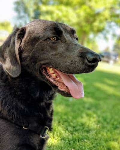 Short-coated black dog showing his tongue