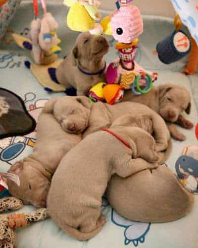 Short-coated brown puppies