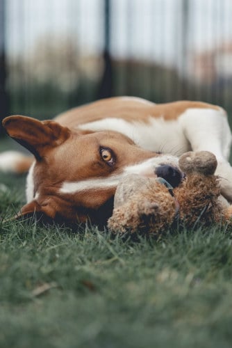 Short-coated white and brown dog lying in the grass