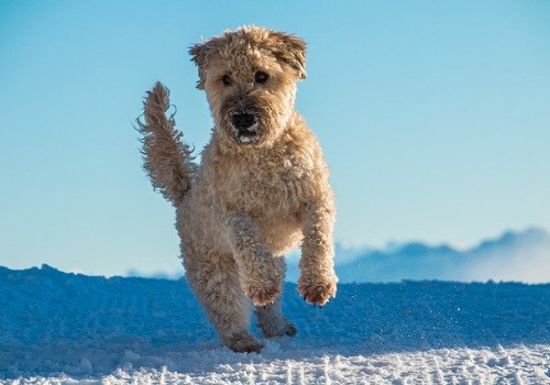 Soft coated wheaten terrier dog breed