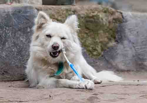 teeth cleaning dog with toothbrush