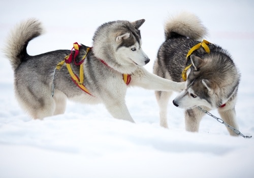 Two fighting siberian husky dogs outdoor