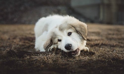 White dog eating dirt