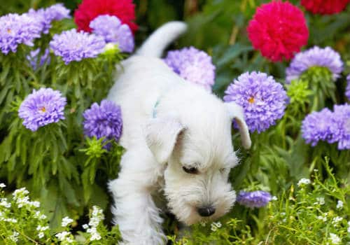White schnauzer puppy around flower bed