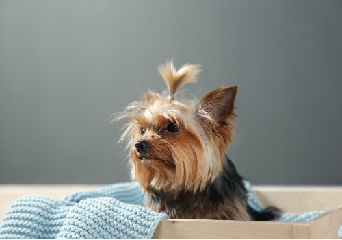 An yorkshire terrier dog