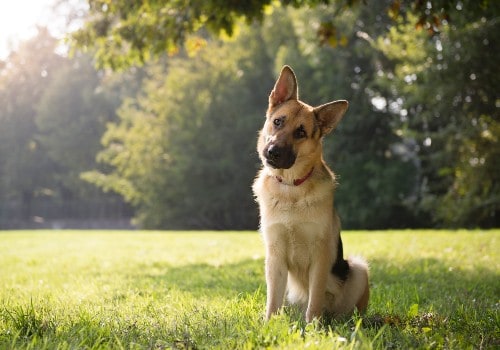 Young purebreed alsatian dog in the park